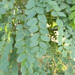 Robinia pseudoacaciaഇല