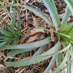 Bromelia pinguin Habit