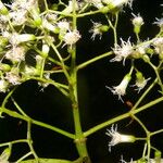 Neomirandea araliifolia Hoja