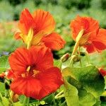 Tropaeolum minus Flower