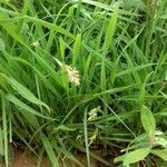 Carex hirta 整株植物