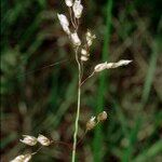 Anthoxanthum nitens Fruit