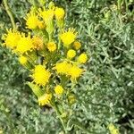 Senecio hydrophilus 花