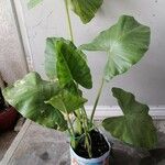 Alocasia odora Liść