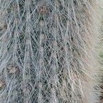 Cleistocactus strausii Blatt