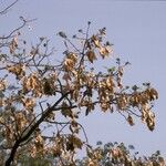 Albizia lebbeck ശീലം