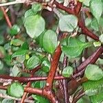 Corokia cotoneaster Folha