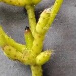 Rhipsalis cereuscula Hoja