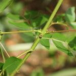 Albizia zygia Hoja