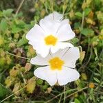 Cistus salviifoliusFloare