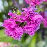 Limonium sinuatum Flower