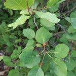 Cotinus coggygria Leaf