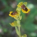 Ophrys lutea Kukka