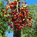 Bactris gasipaes Fruit