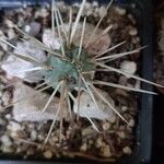 Cylindropuntia tunicataഇല