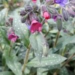 Pulmonaria affinis Квітка