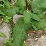 Verbascum nigrum Листок