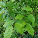 Prunus padus Fuelha