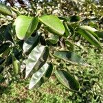 Pterocarpus officinalis Folha