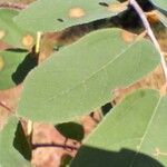 Grewia bicolor 葉