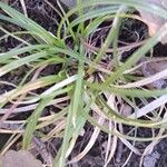 Carex pedunculata ᱥᱟᱠᱟᱢ