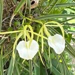 Brassavola nodosa Flor