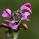 Pedicularis mixta Flower