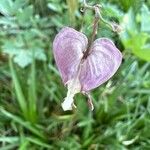 Clematis viorna Kwiat