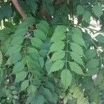 Campsis radicans Leaf