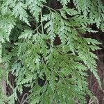 Davallia chaerophylloides Leaf