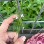 Epilobium ciliatumКветка