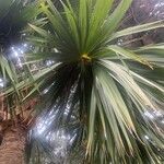 Sabal bermudana Leaf