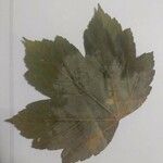 Acer pseudoplatanus Leaf