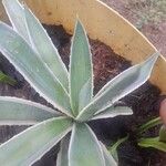 Agave vivipara Deilen