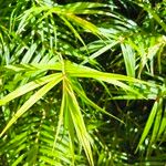 Freycinetia cumingiana Leaf