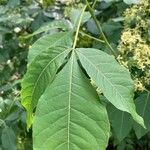 Ptelea trifoliata Blad