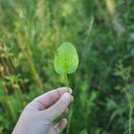 Parnassia grandifolia Blatt