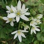 Ornithogalum divergensBlomma