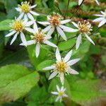 Doellingeria umbellata Flor