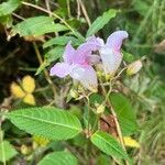 Impatiens glanduliferaফুল