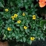 Sanvitalia procumbens Fula