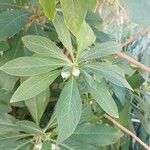 Edgeworthia chrysanthaЛист