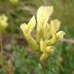 Oxytropis campestris 花