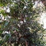 Podocarpus elatus Elinympäristö