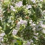 Pycnanthemum verticillatum Flower