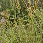 Carex extensa অন্যান্য