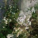 Symphyotrichum ericoides Flors