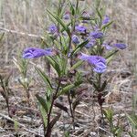 Scutellaria antirrhinoides অভ্যাস