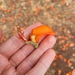 Erythrina velutina Flower