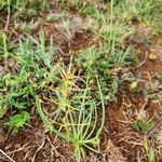 Bulbine abyssinica Fruto